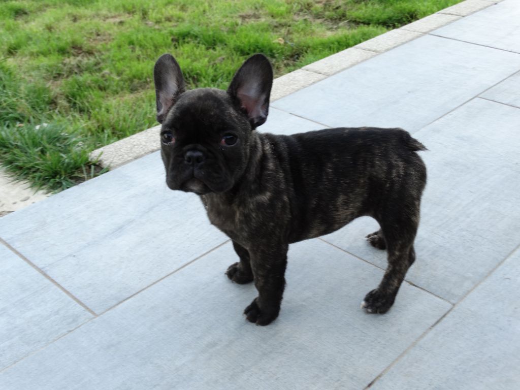 Des Titis Parisiens - Chiot disponible  - Bouledogue français